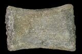 Fossil Pliosaur (Pliosaurus) Flipper Digit - England #136732-3